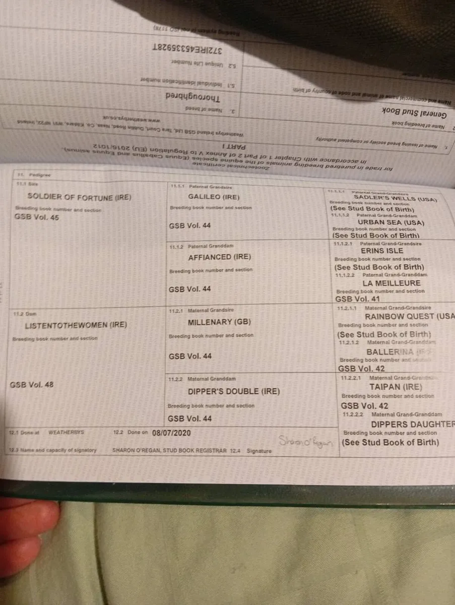 Beautiful TB mares - Image 2