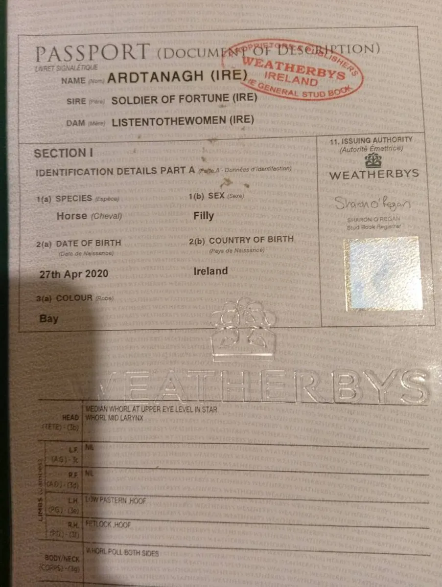 Beautiful TB mares - Image 3