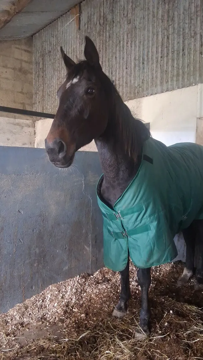 Beautiful TB mares - Image 1