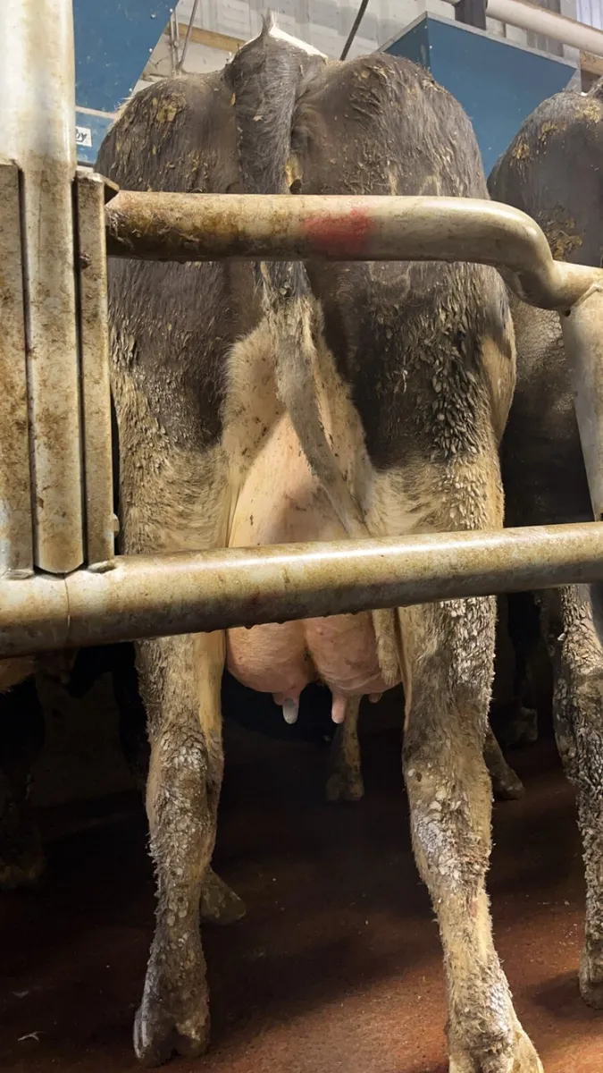Freshly calved fr cows - Image 3