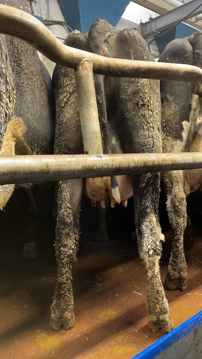 Freshly calved fr cows - Image 4