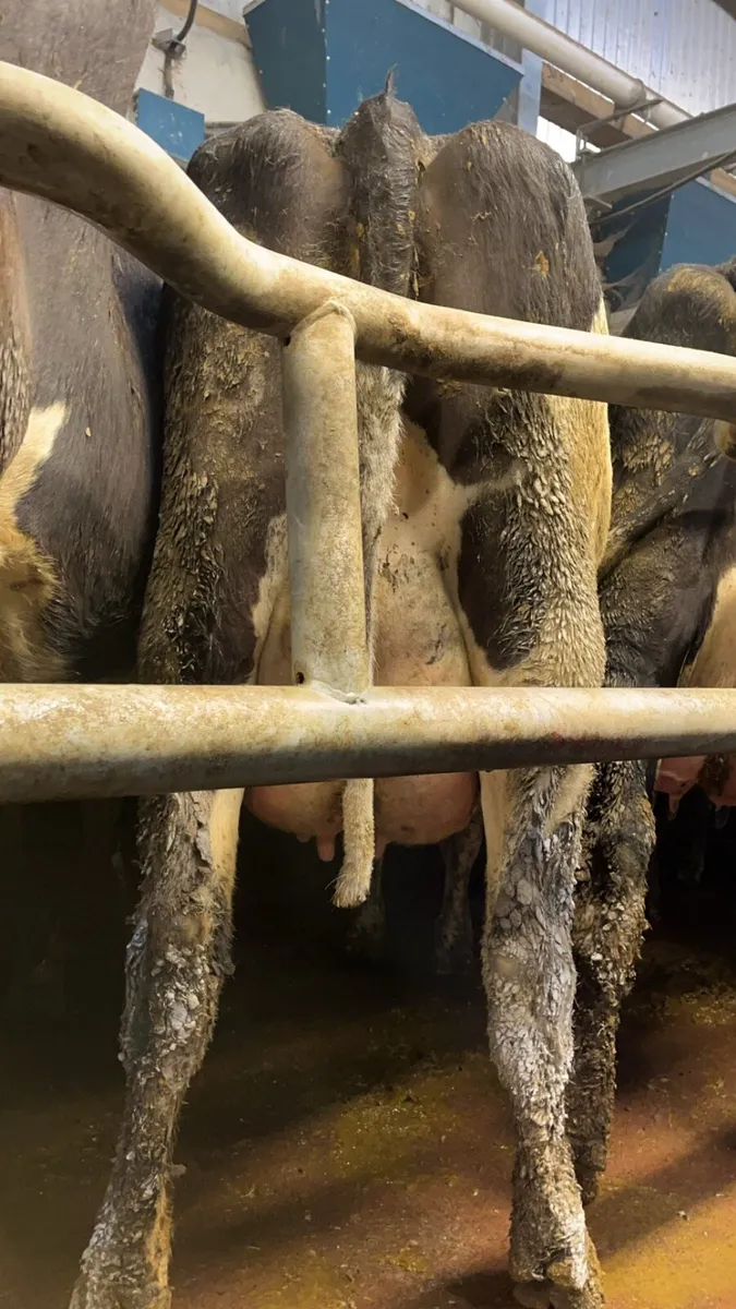 Freshly calved fr cows - Image 1