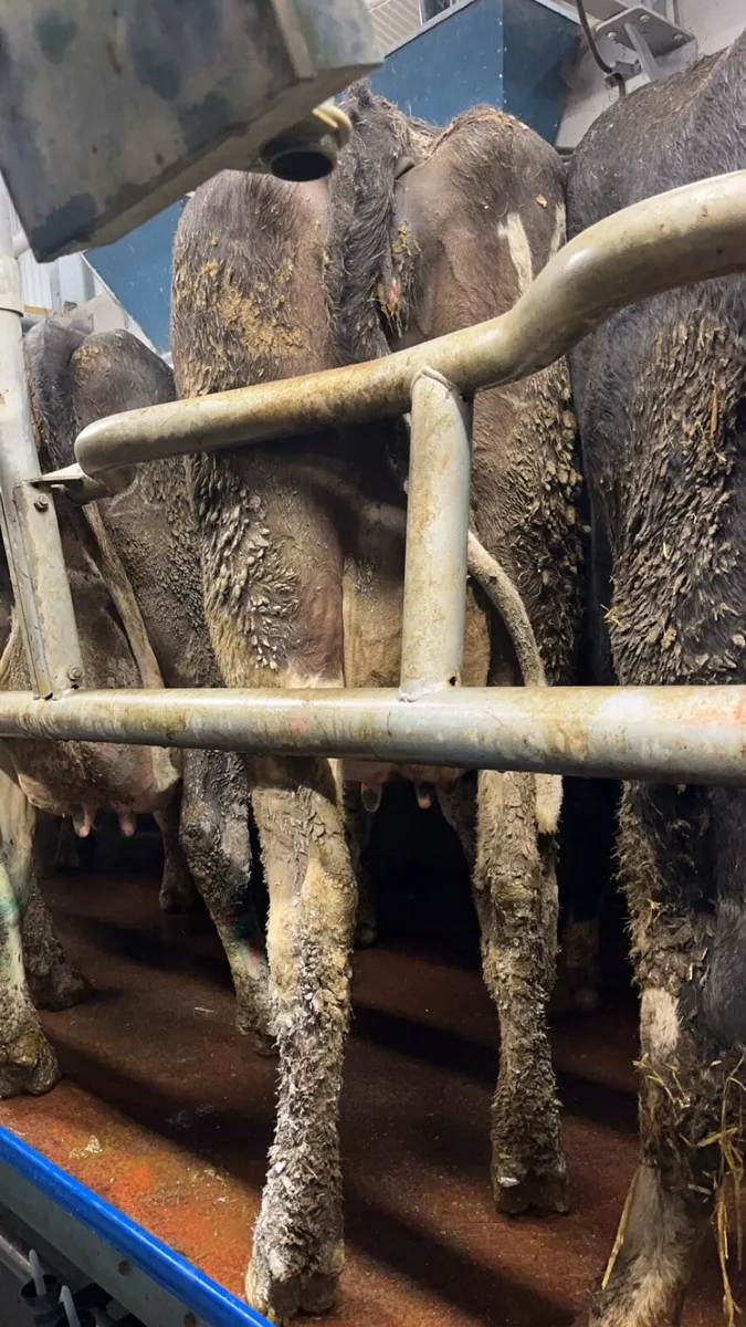 Freshly calved fr cows - Image 2