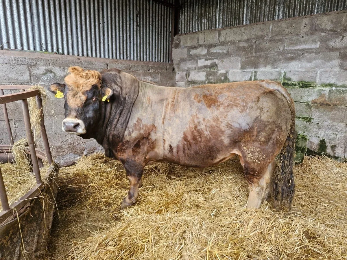 PBR Aubrac Bull - Image 1