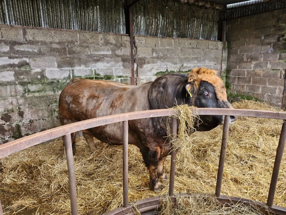 PBR Aubrac Bull - Image 2