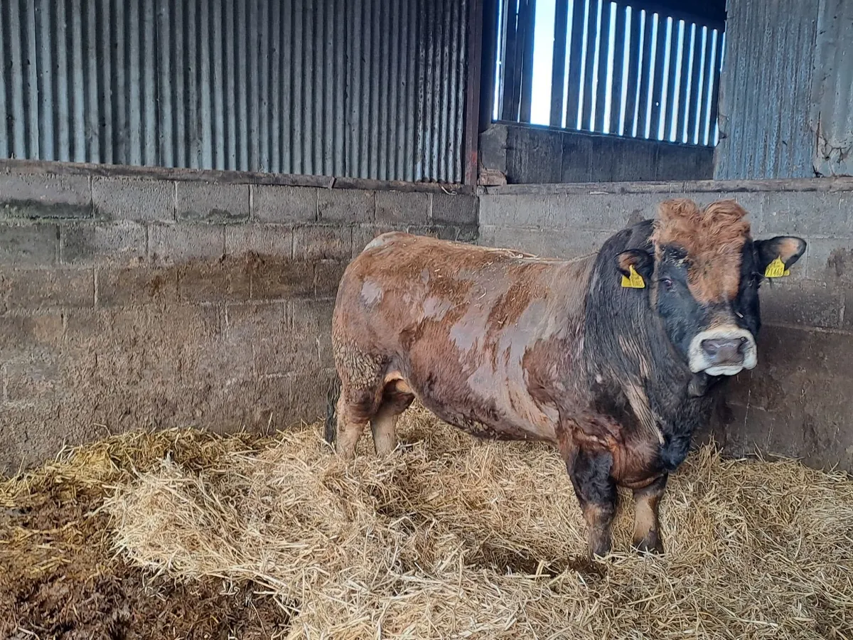 PBR Aubrac Bull - Image 3