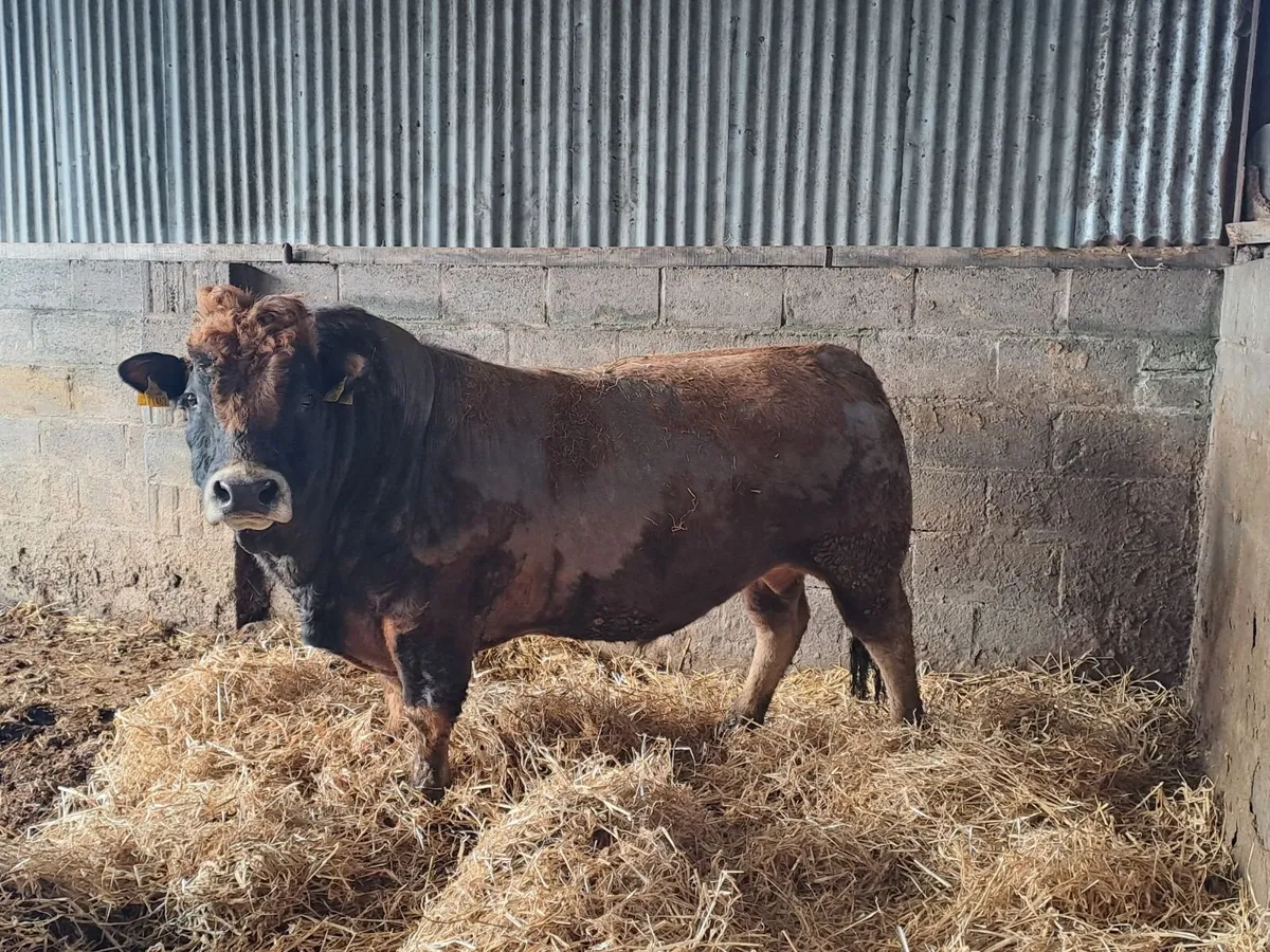 PBR Aubrac Bull - Image 4