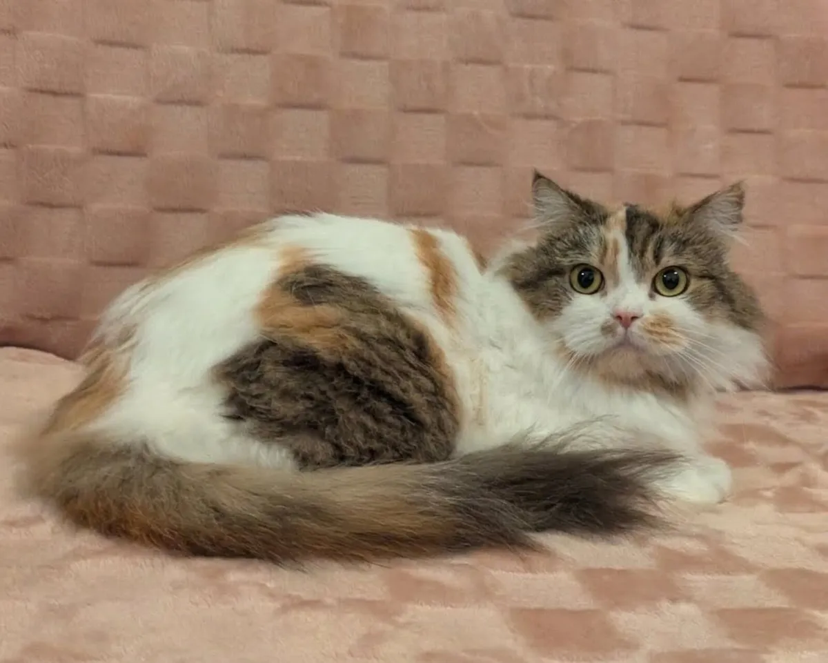 Beautiful British kitty - Image 3