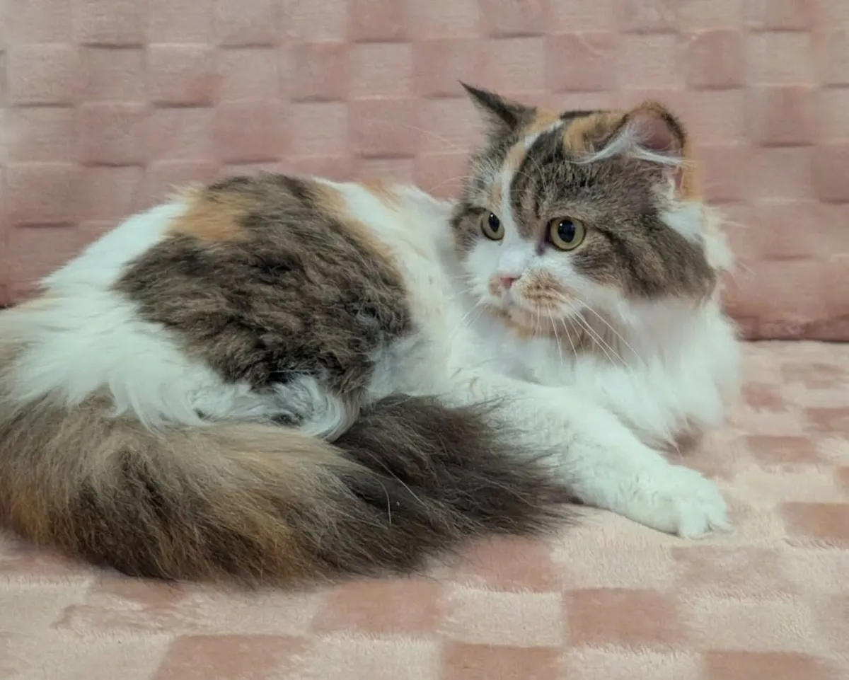 Beautiful British kitty - Image 4