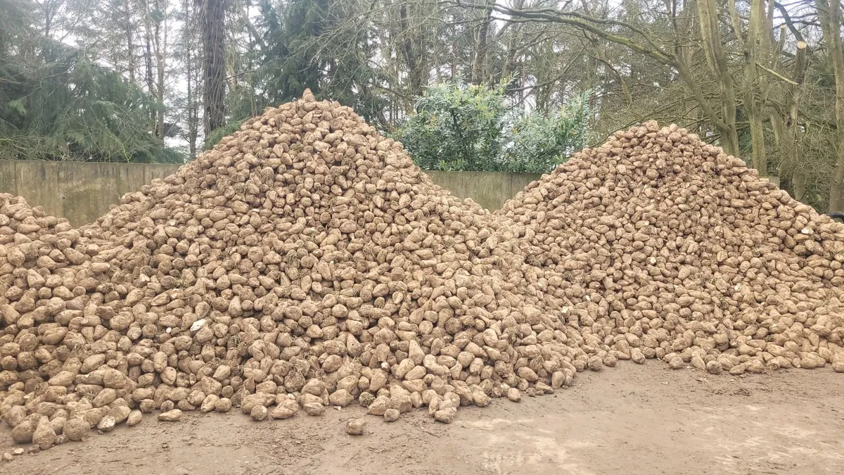 Sugar beet