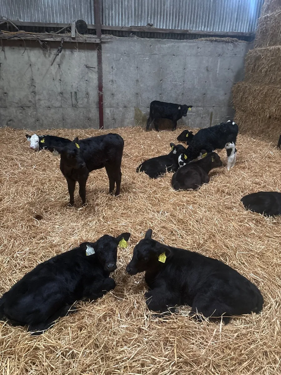 Calves - Image 2