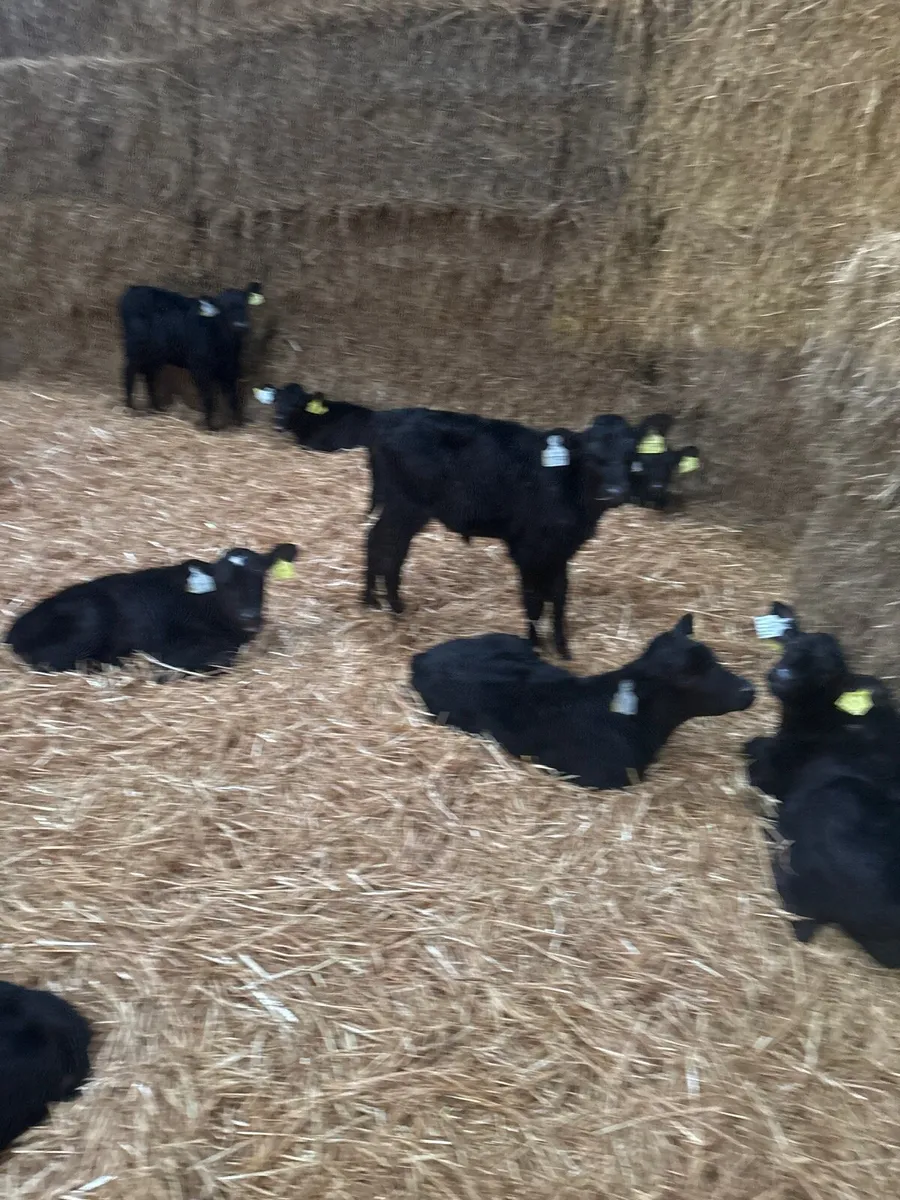 Calves - Image 1