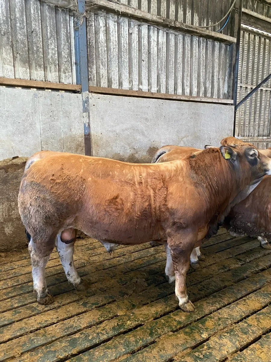 Aubrac Bulls - Image 1