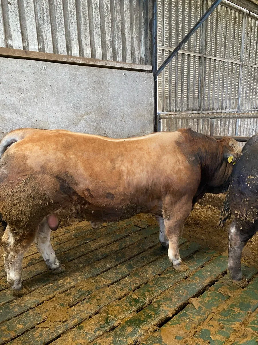Aubrac Bulls - Image 2