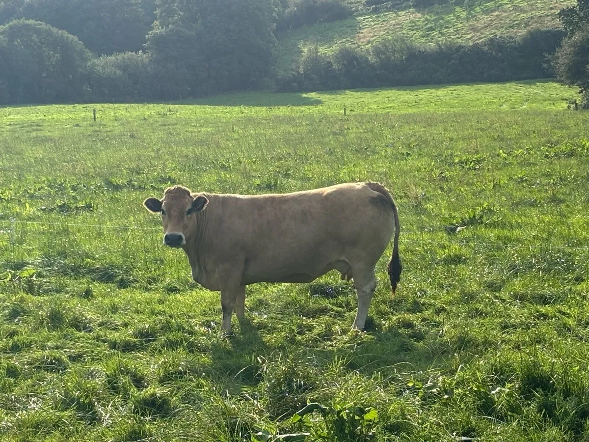 Aubrac Bulls - Image 3
