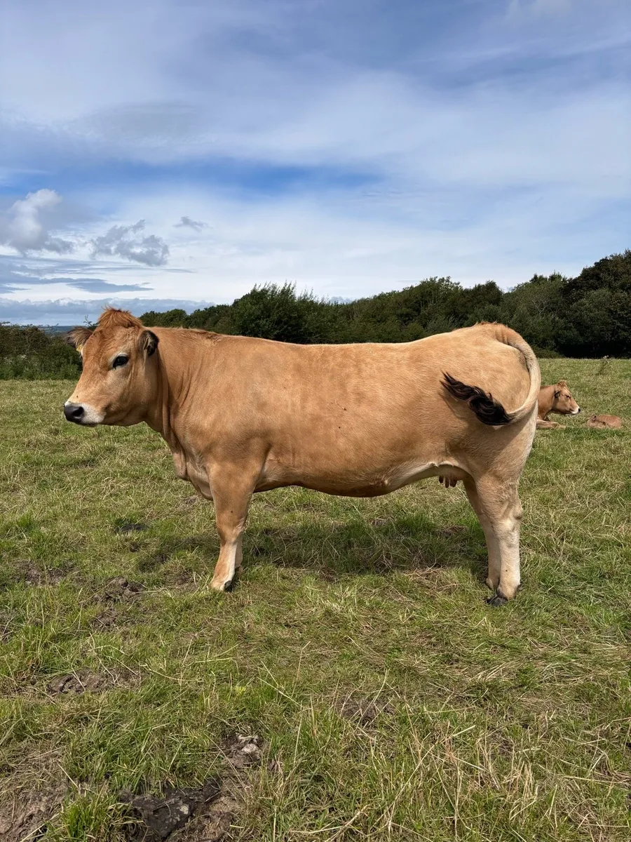 Aubrac Bulls - Image 4