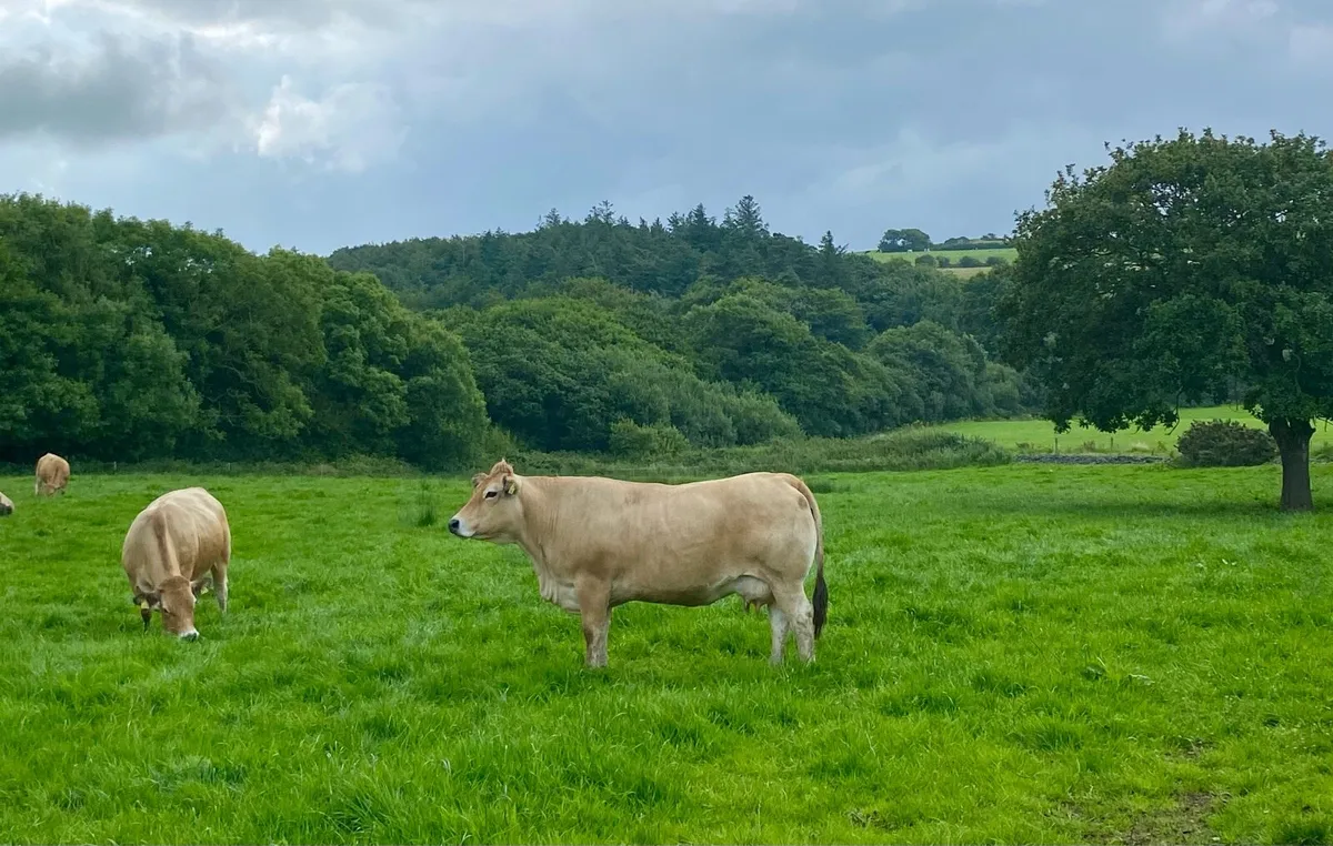 Aubrac Bull - Image 2