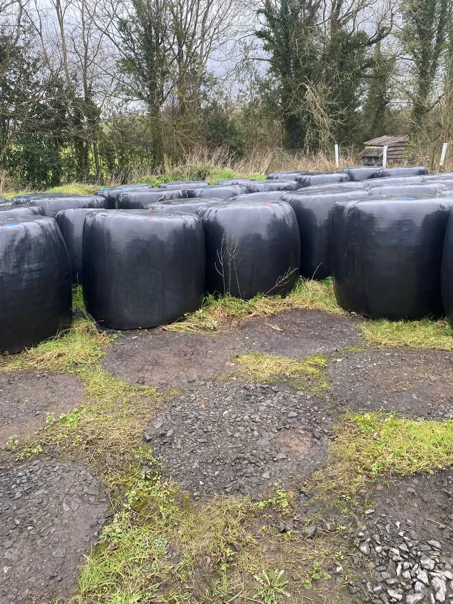Round bale silage Florencecourt - Image 2