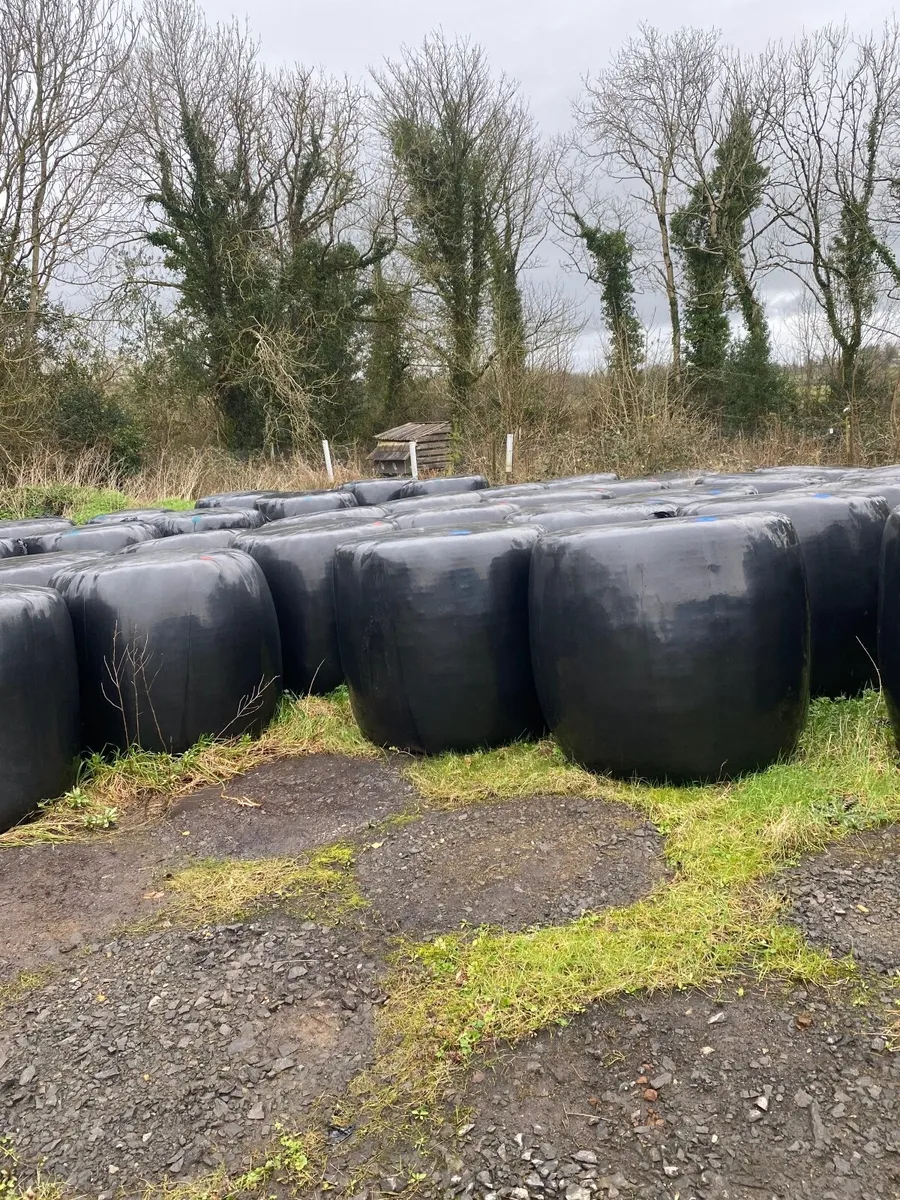 Round bale silage Florencecourt - Image 1