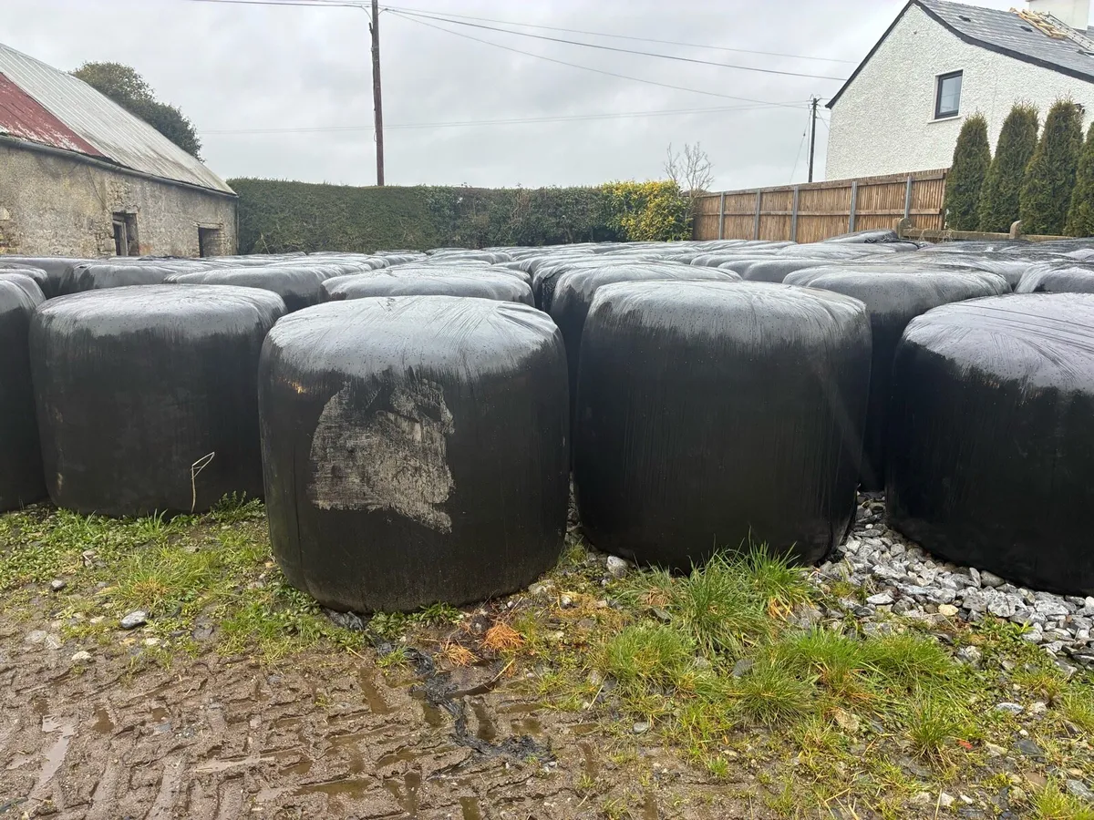 Silage bales - Image 1