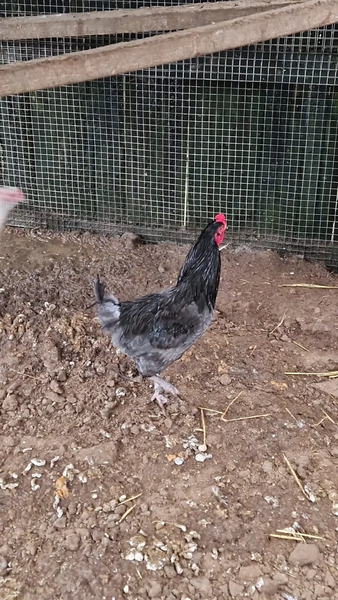 Jersey giants, silkies - Image 2