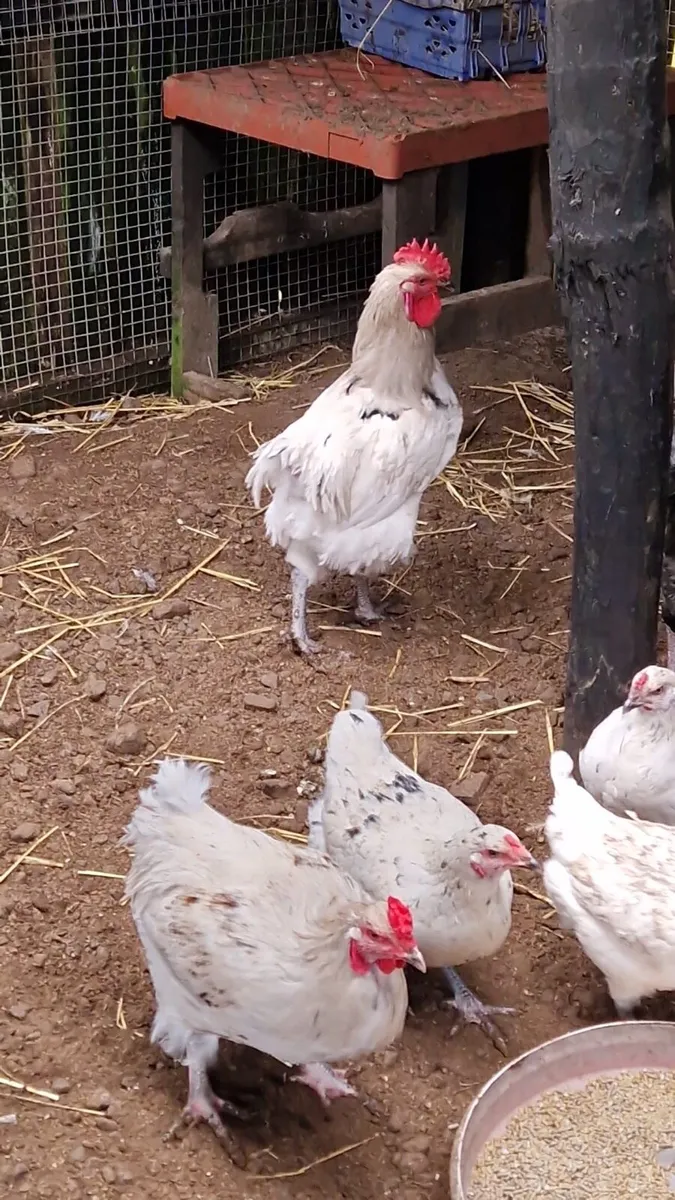 Jersey giants, silkies - Image 3