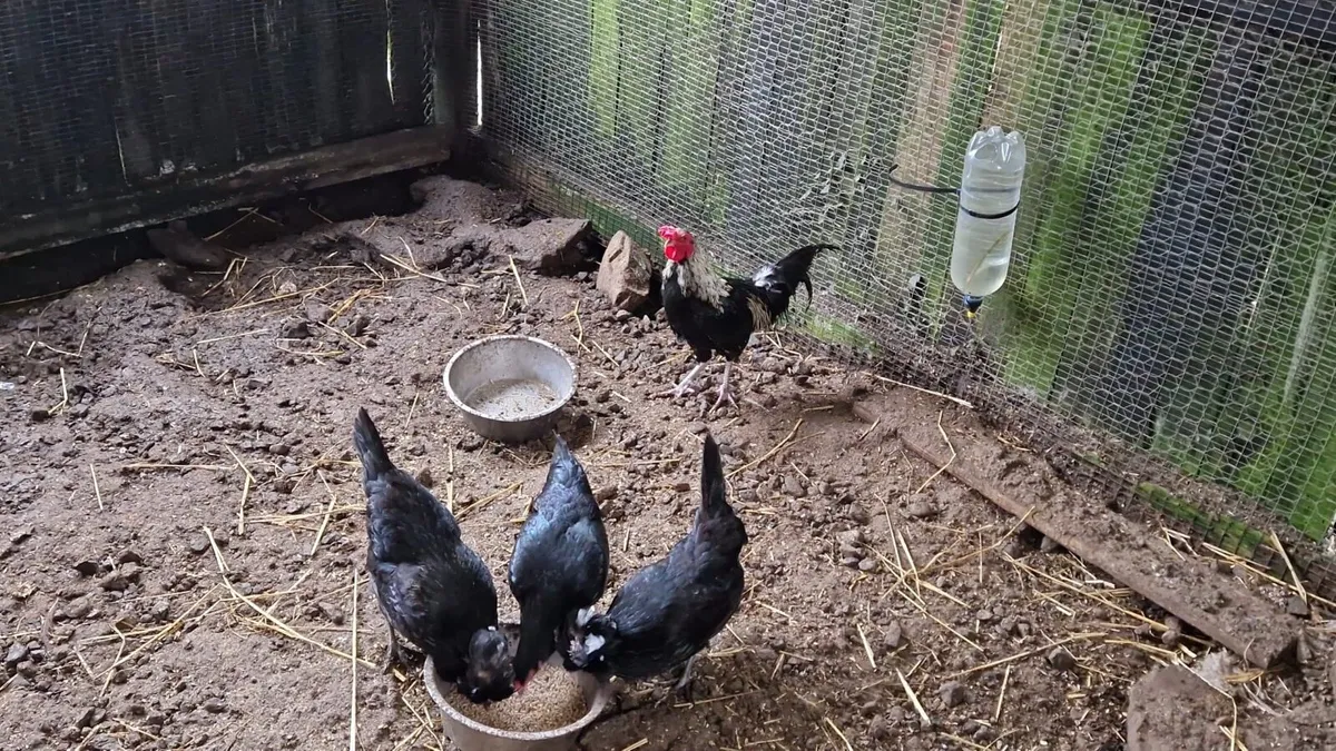 Jersey giants, silkies - Image 4