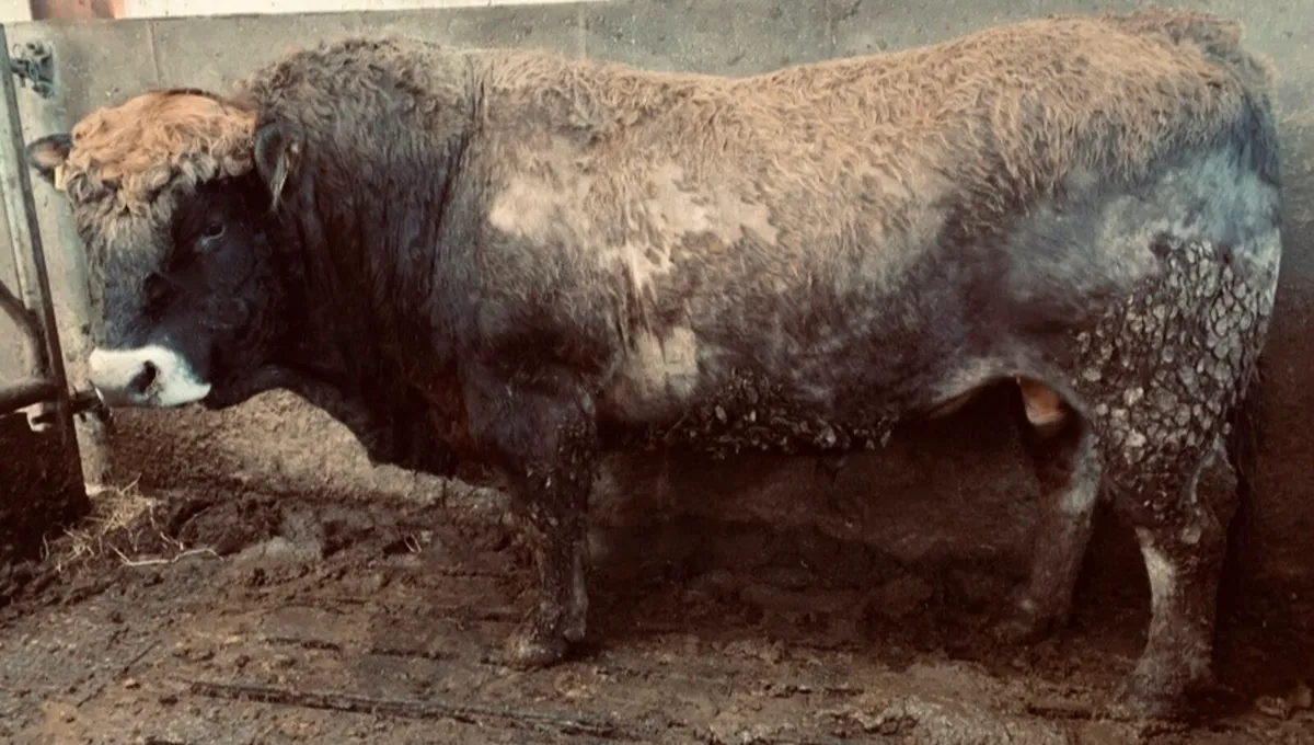 ⭐️ Pedigree Aubrac Bull ⭐️ - Image 2