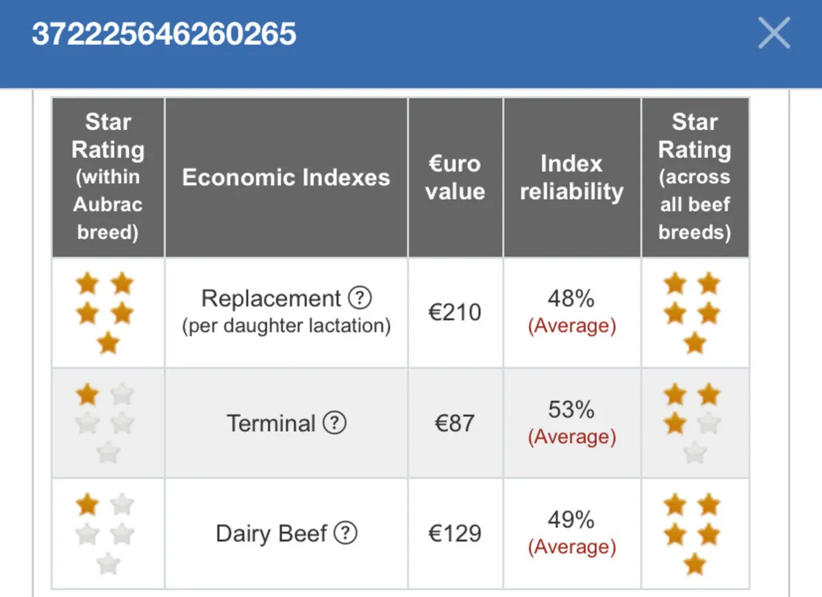 ⭐️ Pedigree Aubrac Bull ⭐️ - Image 3