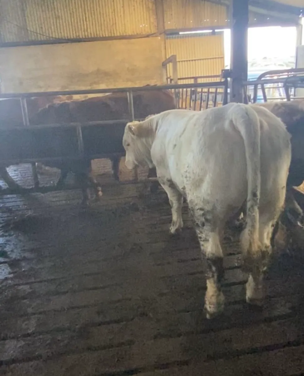 PBR CH BULL - Image 1