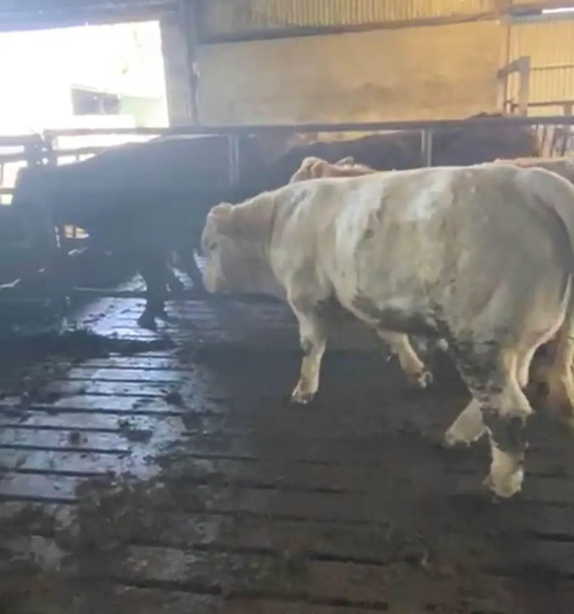 PBR CH BULL - Image 2