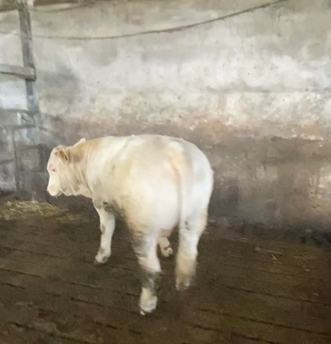 PBR CH BULL - Image 3