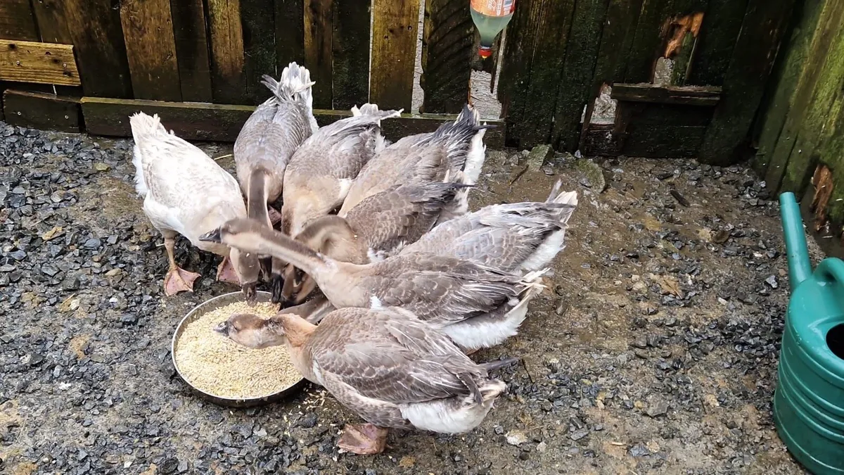 Chinese Geese - Image 2