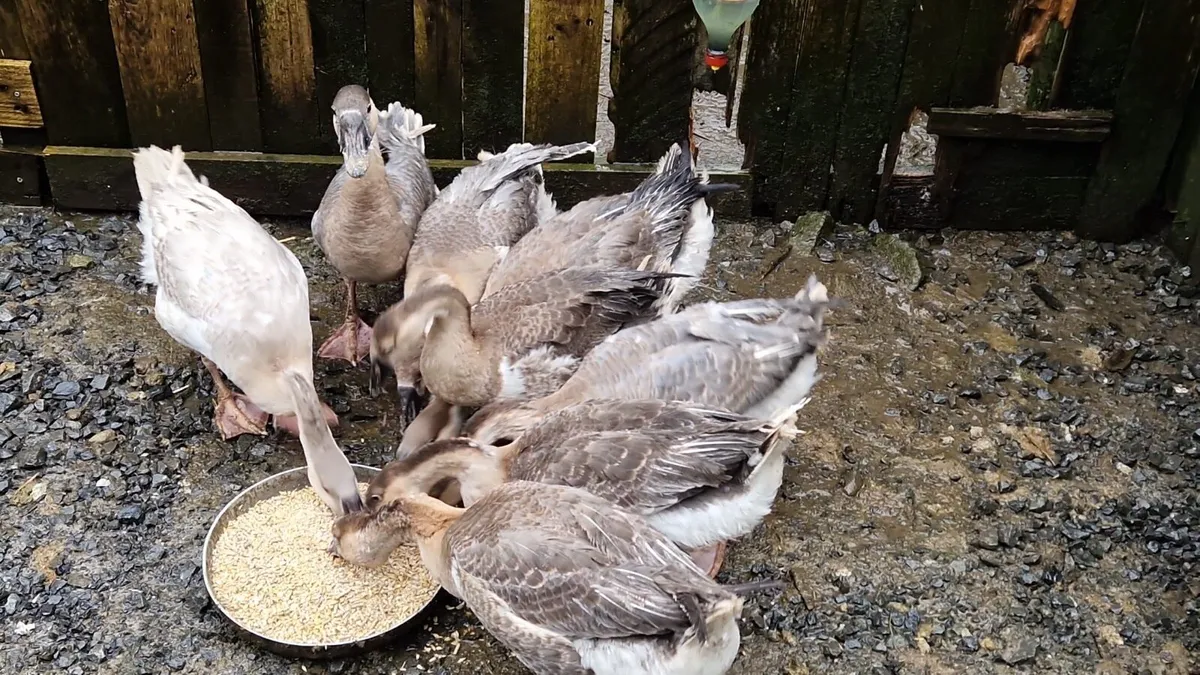 Chinese Geese - Image 3