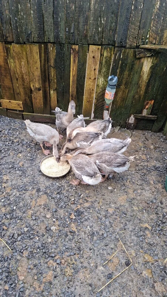 Chinese Geese - Image 4