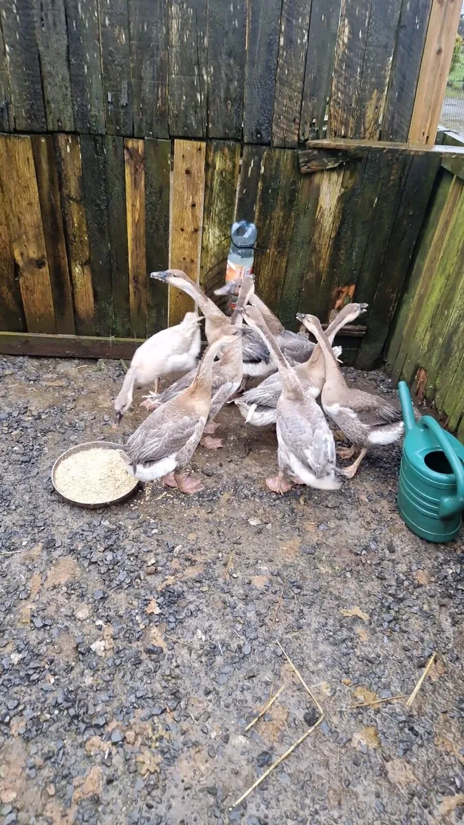 Chinese Geese - Image 1