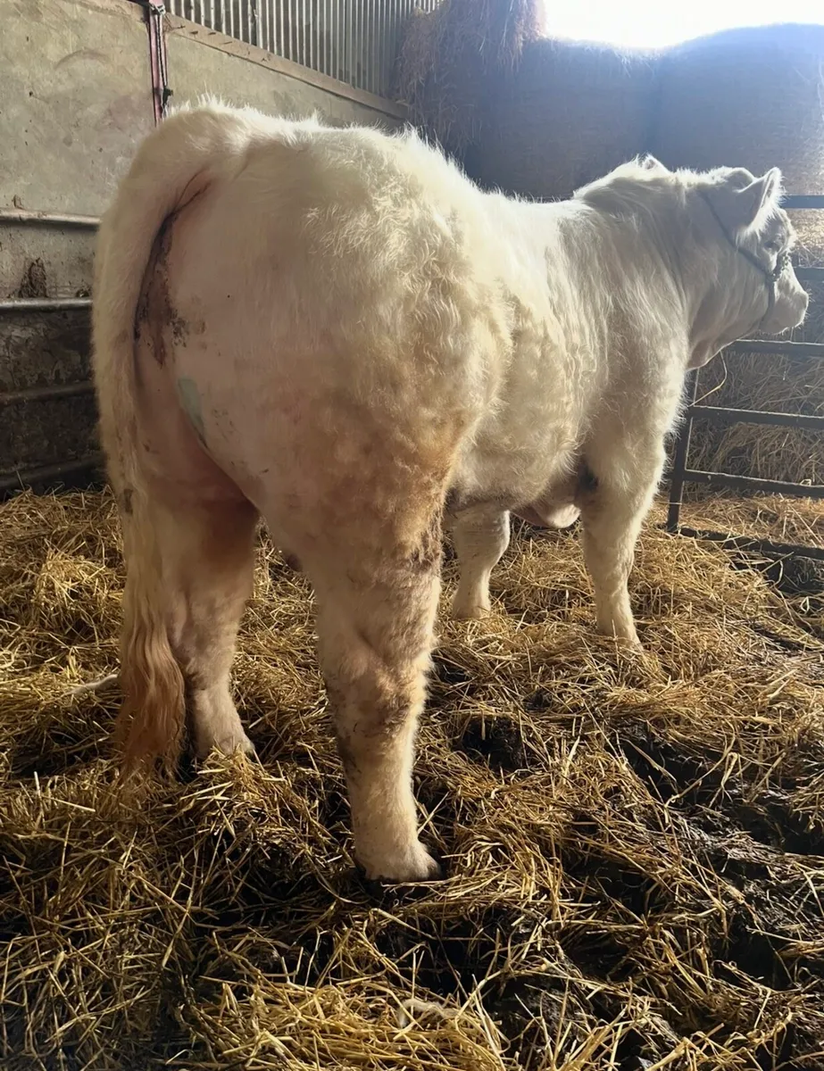 Charolais Bulls - Image 2