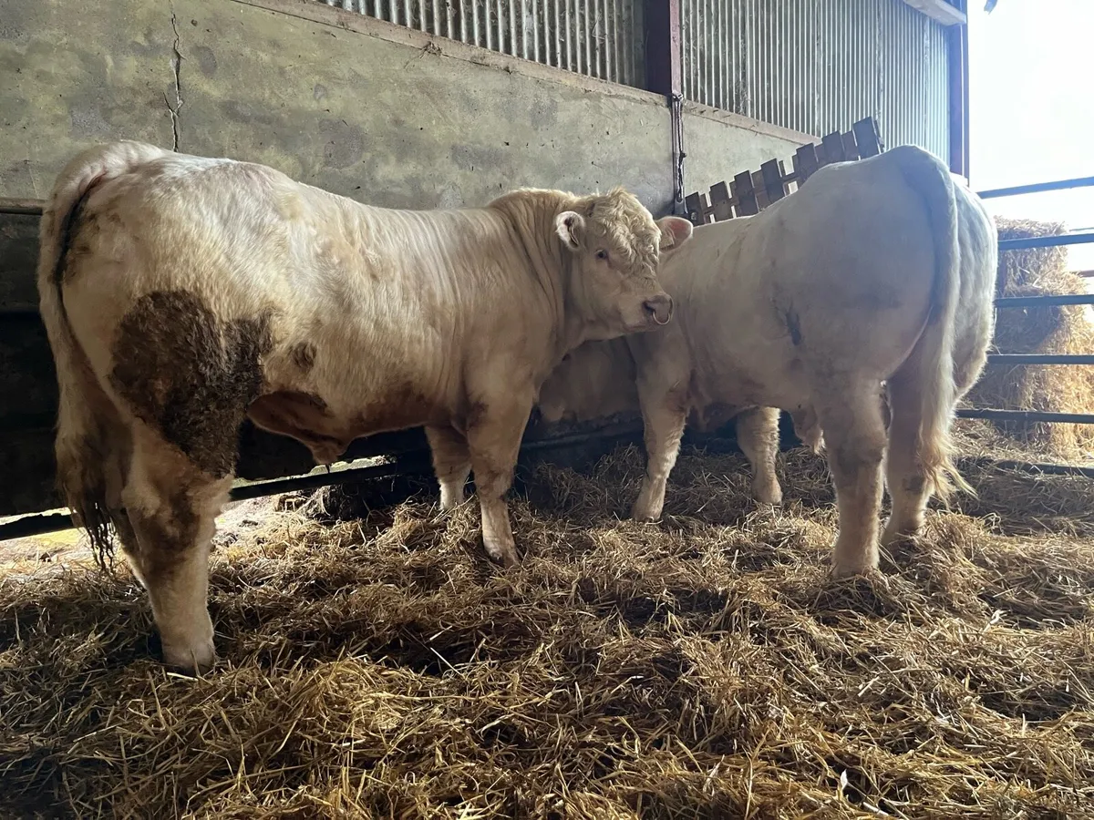 Charolais Bulls - Image 3