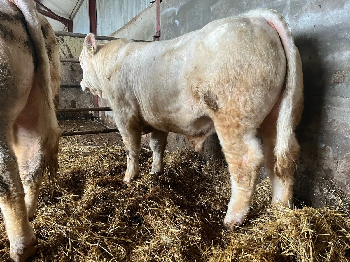 Charolais Bulls - Image 4