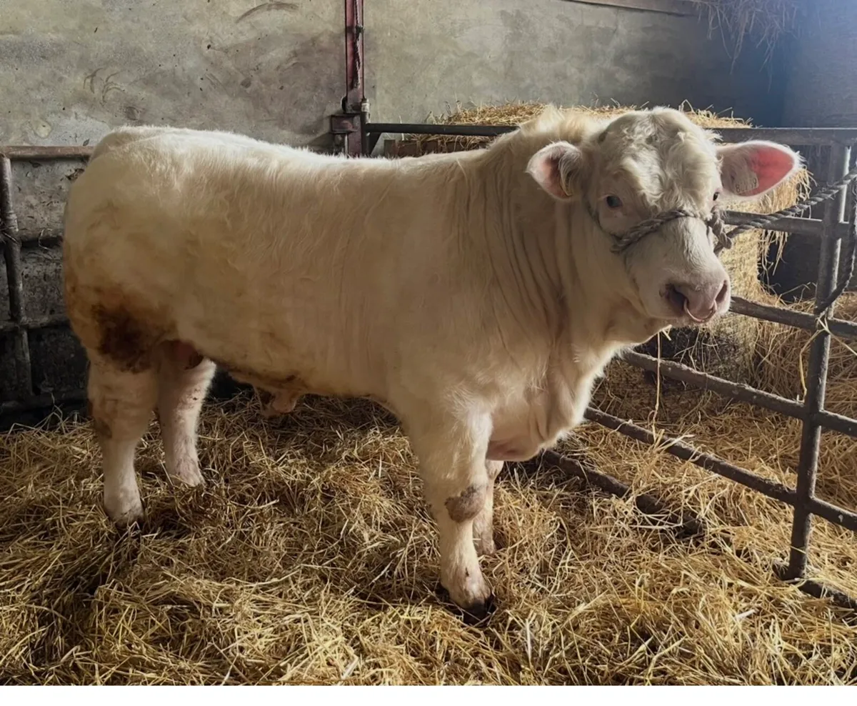 Charolais Bulls - Image 1