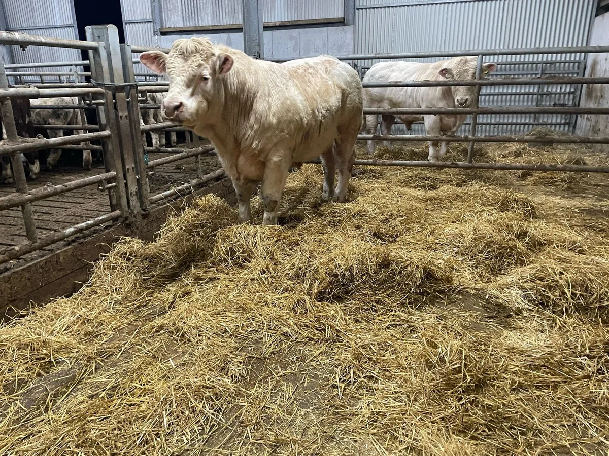 PBR Charolais bulls - Image 2