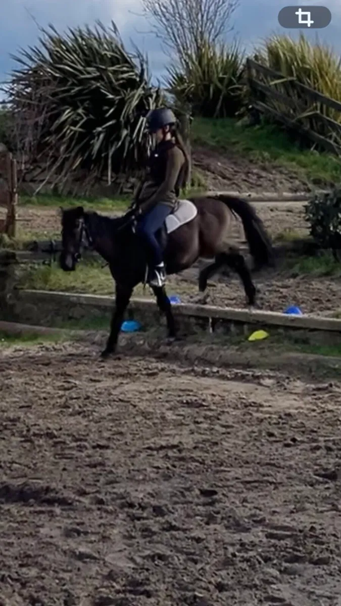 Pony quiet child’s - Image 3