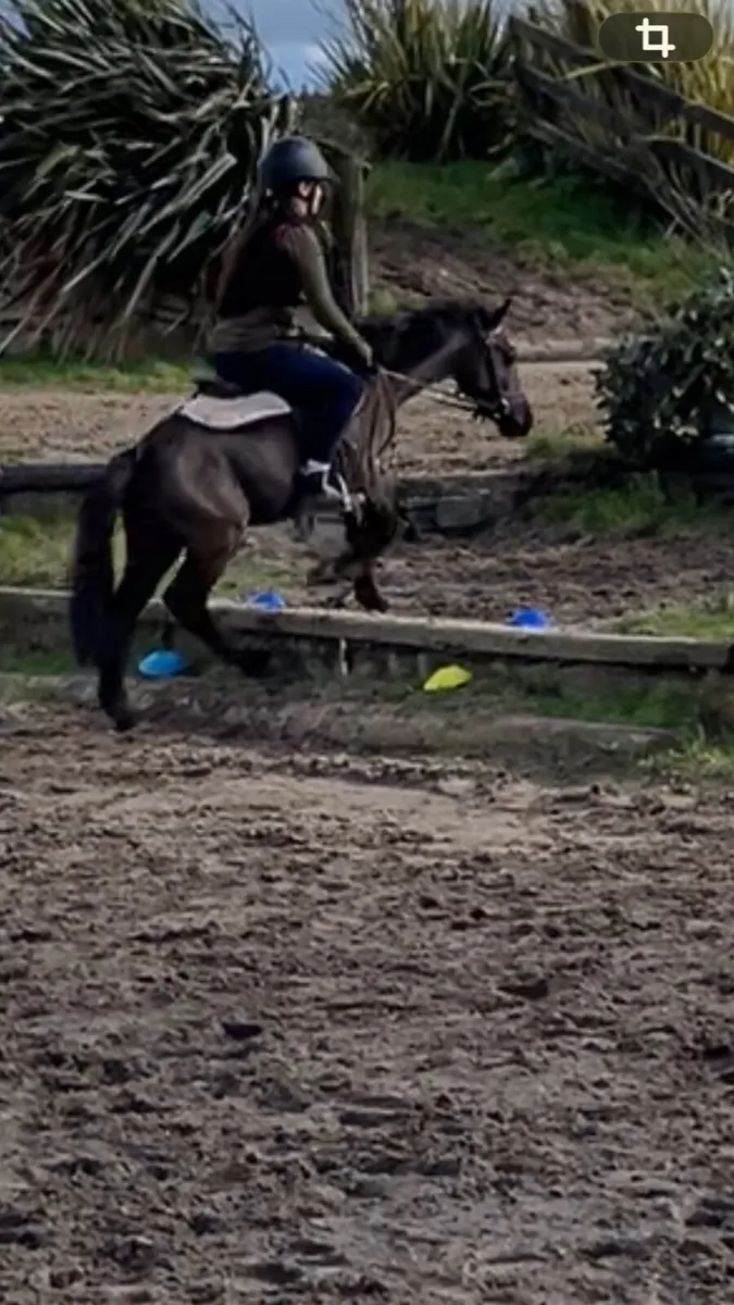 Pony quiet child’s - Image 4