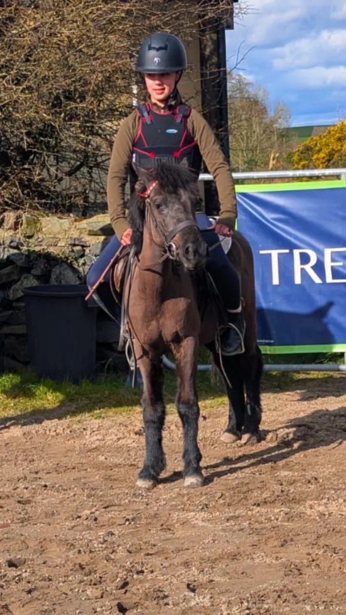 Pony quiet child’s - Image 1