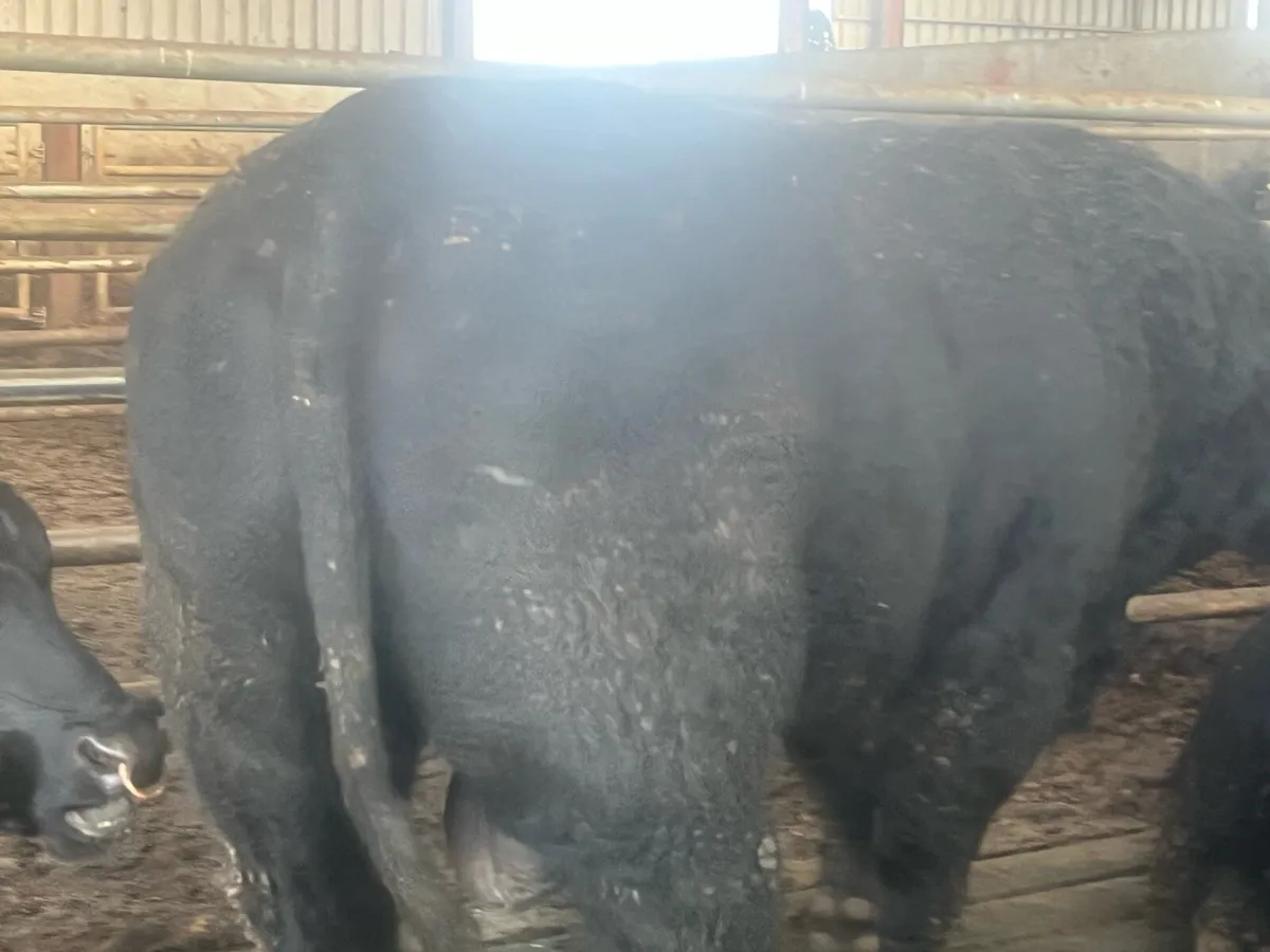 Angus bulls - Image 3