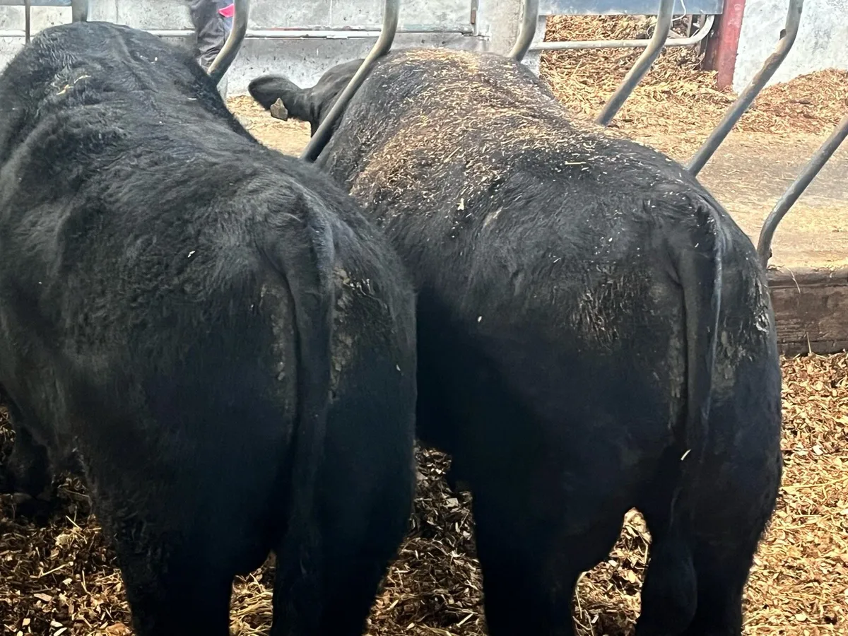 Angus bulls - Image 4