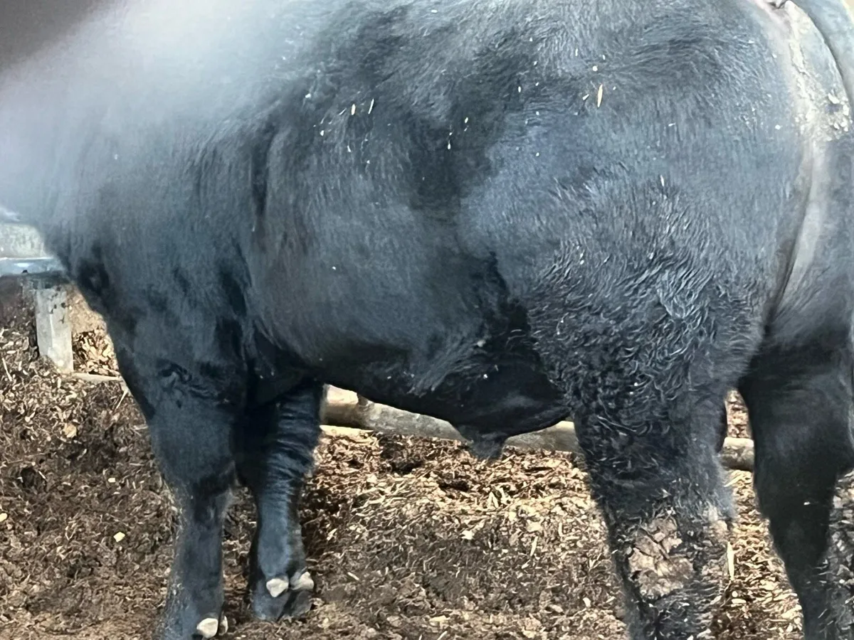 Angus bulls - Image 4