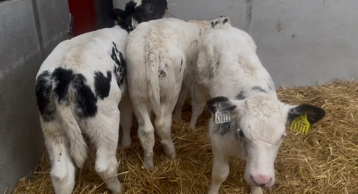 ❌proper blues hefiers ❌ - Image 1