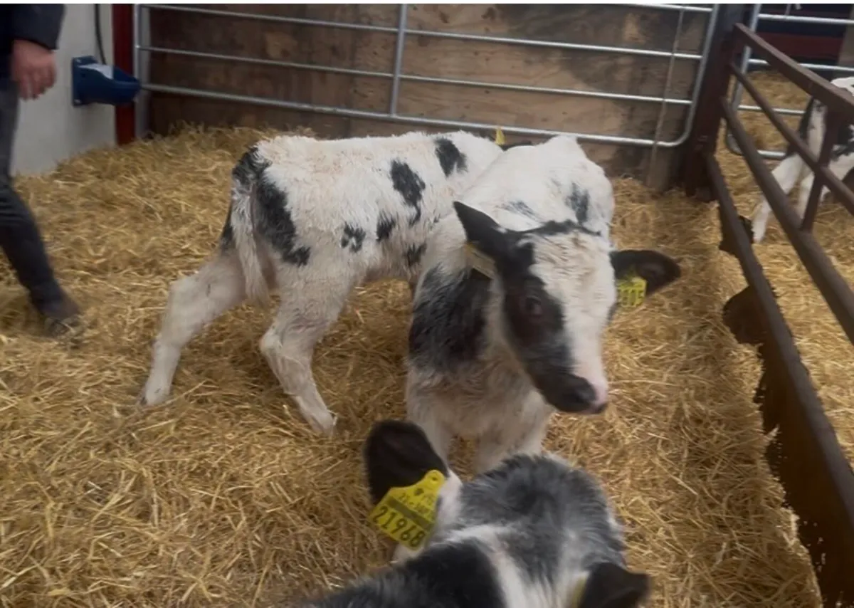 ❌proper blues hefiers ❌ - Image 3