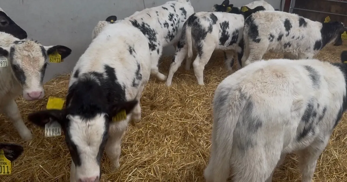 ❌proper blues hefiers ❌ - Image 2